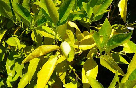 Hojas Amarillas En El Limonero Causas y Solución Para Salvarlo